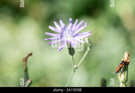 De grandes fleurs violettes de chardons bleus (Cicerbita uralensis) ont été photographiées en gros plan sur un fond verdâtre flou Banque D'Images