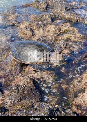 Une tortue sur l'océan Banque D'Images