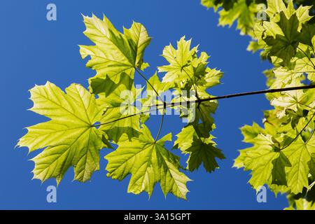 Gros plan des feuilles d'érable d'Acer platanoides 'drummondii' Norvège partiellement mangées par les chenilles au début de l'été. Banque D'Images