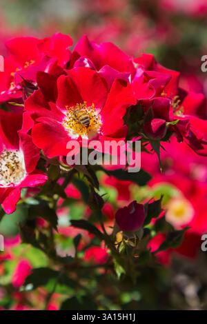 Gros plan de Rosa 'Carefree Spirit' - Roses arbustes avec un Apis - recherche d'abeilles et cueillette de nectar en été. Banque D'Images