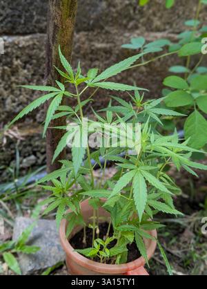 Plante verte semblable au cannabis poussant dans un pot en argile à l'extérieur, entourée de sol et de végétation naturelle. Banque D'Images