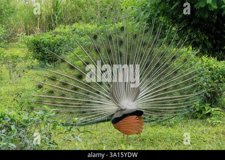 Perruque indienne sauvage (Pavo cristatus) le long de la piste Pekoe, Ella, Sri Lanka Banque D'Images