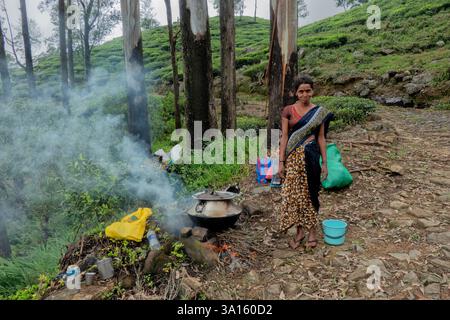 Tamil tea picker making tea, composé Catherine's Estate, Pekoe Trail, Ella, Sri Lanka Banque D'Images