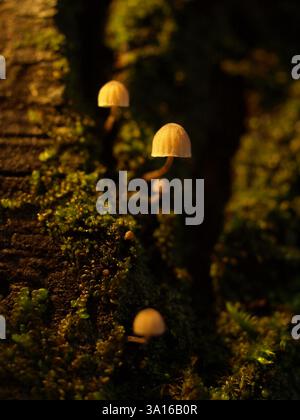 Photo macro de champignons délicats qui poussent de l'écorce rugueuse et couverte de mousse d'un arbre, baignée de lumière chaude. Banque D'Images