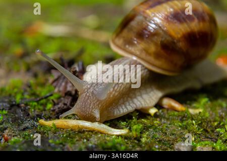 Helix pomatia, noms communs l'escargot romain, escargot de Bourgogne, escargot comestible, ou escargot - détails macro parfaits. Banque D'Images