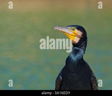 Grande altitude Cormorant Banque D'Images
