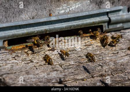 Un groupe d'abeilles peut être vu s'animer autour d'une ruche en bois par un après-midi ensoleillé. Leur activité met en valeur les efforts essentiels de pollinisation dans la nature. Banque D'Images