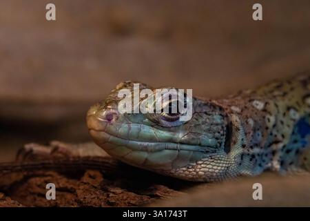 Lézard ocellé (Lacerta lepida) ce reptile se trouve dans le sud de l'Europe, au Portugal, en Espagne et en Italie. Banque D'Images