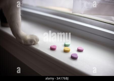 cœurs de bonbons pastel et un chat noir et blanc sur un rebord de fenêtre Banque D'Images