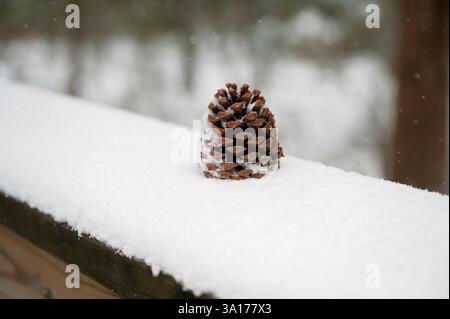 Pomme de pin enneigée reposant sur une balustrade en bois dans une scène hivernale Banque D'Images
