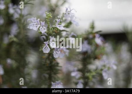 Macro gros plan de belle herbe de romarin fleurie Banque D'Images