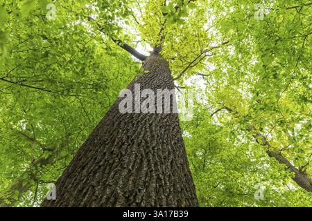 Sur le tronc d'un chêne (quercus) regardant vers le haut dans la cime des arbres, Brandebourg, Allemagne, Europe Banque D'Images
