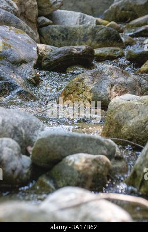 L'eau claire du ruisseau coule sur des roches moussues dans un cadre forestier paisible. Banque D'Images