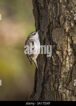 Tree Creeper (Certhia familiaris), sur une tige d'arbre, à la recherche d'insectes sous l'écorce, Hesse, Allemagne, Europe Banque D'Images