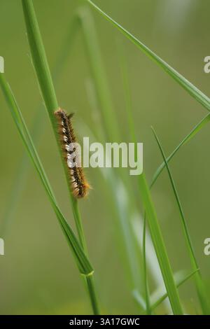 Mûre (Macrothylacia rubi, chenille, papillon, insecte, Schwaebisch Hall, Allemagne, Europe Banque D'Images