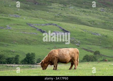 Vache des Highlands pâturant dans un pâturage rugueux près de Kinloch Rannoch dans les Highlands écossais. Écosse, Royaume-Uni. Banque D'Images
