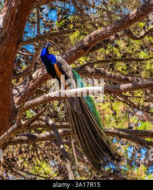 Paon sauvage assis sur un arbre dans le parc forestier de Plaka sur l'île de Kos, Grèce Banque D'Images