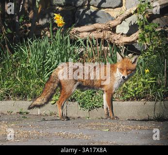 Sheerness, Kent, Royaume-Uni. 7 mars 2025. Météo britannique : un renard roux (vulpes vulpes) repéré en profitant du soleil printanier et des températures chaudes à Sheerness, Kent cet après-midi. Crédit : James Bell/Alamy Live News Banque D'Images