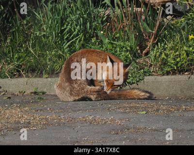 Sheerness, Kent, Royaume-Uni. 7 mars 2025. Météo britannique : un renard roux (vulpes vulpes) repéré en profitant du soleil printanier et des températures chaudes à Sheerness, Kent cet après-midi. Crédit : James Bell/Alamy Live News Banque D'Images