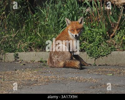Sheerness, Kent, Royaume-Uni. 7 mars 2025. Météo britannique : un renard roux (vulpes vulpes) repéré en profitant du soleil printanier et des températures chaudes à Sheerness, Kent cet après-midi. Crédit : James Bell/Alamy Live News Banque D'Images