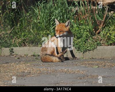Sheerness, Kent, Royaume-Uni. 7 mars 2025. Météo britannique : un renard roux (vulpes vulpes) repéré en profitant du soleil printanier et des températures chaudes à Sheerness, Kent cet après-midi. Crédit : James Bell/Alamy Live News Banque D'Images