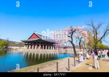 Palais Gyeongbokgung avec cerisier en fleurs au printemps à Séoul, Corée du Sud. Banque D'Images
