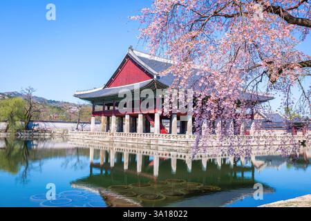 Palais Gyeongbokgung avec cerisier en fleurs au printemps à Séoul, Corée du Sud. Banque D'Images