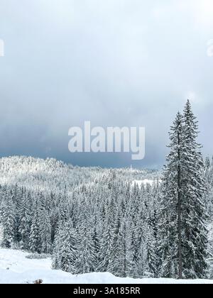 Une forêt enneigée sereine, avec des arbres recouverts d'épaisses couches de neige, créant une scène hivernale paisible Banque D'Images