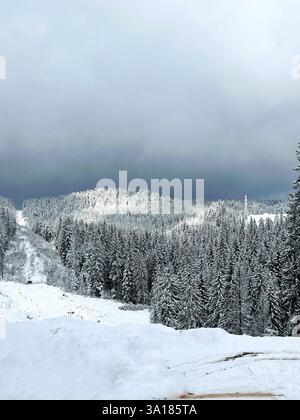 Un paysage hivernal à couper le souffle avec une forêt enneigée, avec des arbres drapés de couches de neige Banque D'Images