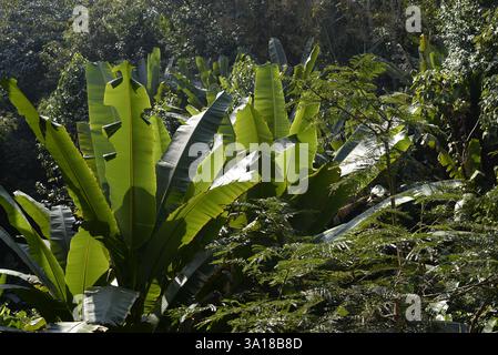 Feuilles de bananes sauvages poussant dans la forêt Banque D'Images