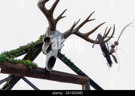 Squelette de cerf avec bois sur le toit de la maison. Photo de haute qualité Banque D'Images