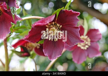 Vin violet foncé Helleborus hybridus, hybride hellebore, rose de Carême ou rose des neiges en fleur Banque D'Images