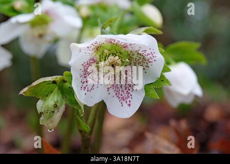 Rose et blanc moucheté Helleborus orientalis, ou Hellebore carêne oriental rose en fleur. Banque D'Images