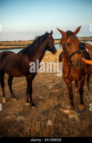 Deux chevaux brun foncé contre un paysage de coucher de soleil magnifique à la fin de l'été en plein air. Banque D'Images