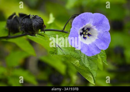 Plante de Shoo-fly (Nicandra physalodes violacea) et belle fleur en forme de cloche gros plan - parterre de jardin de campagne anglais, West Yorkshire, Angleterre Royaume-Uni. Banque D'Images