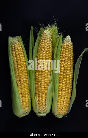 Trois épis frais de maïs avec des grains dorés brillants partiellement enveloppés dans des enveloppes vertes, disposés en rangée sur un fond noir Banque D'Images