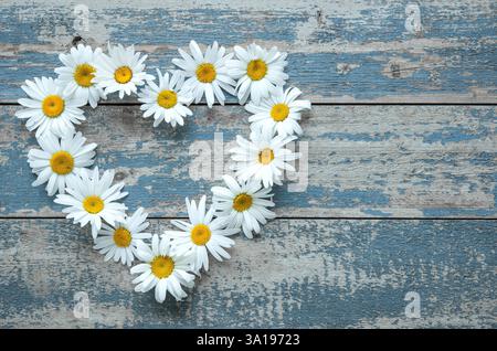 Fleurs de Marguerite en forme de coeur sur planche de bois peinte en bleu Banque D'Images