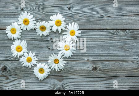 Fleurs de Marguerite en forme de coeur sur une vieille planche de bois Banque D'Images