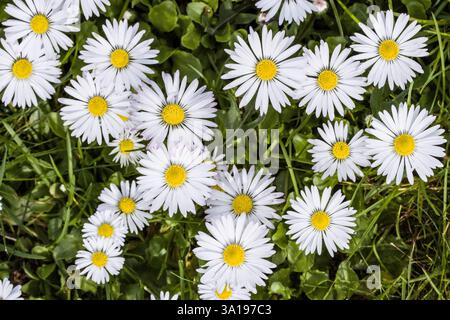 Marguerites (Bellis perennis), Maßliebchen, Tausendschön Banque D'Images