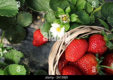 Fraises fraîches dans un panier en osier près d'un plant de fraise en fleurs. Une seule fraise mûre repose sur le sol parmi les feuilles vertes et les fleurs. Banque D'Images