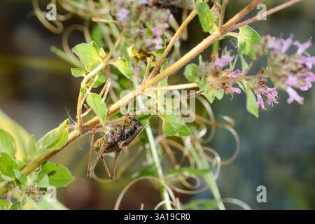 Sauterelle brune ( PHolidoptera griseoaptera ) sur une plante Banque D'Images
