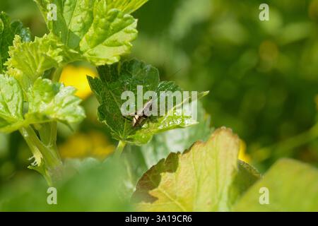 Une petite sauterelle brune repose sur une feuille dans la nature verte Banque D'Images