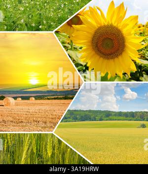 Champs agricoles et ciel bleu. Collage de photos. Motif mosaïque. Banque D'Images