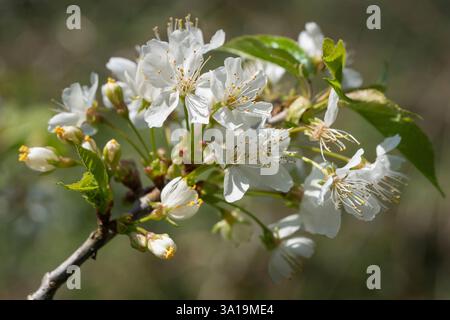 Le cerisier (Prunus avium), près de la tête de fleur Banque D'Images