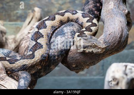 Gros plan de la vipère à cornes (ammodytes Vipera) Banque D'Images