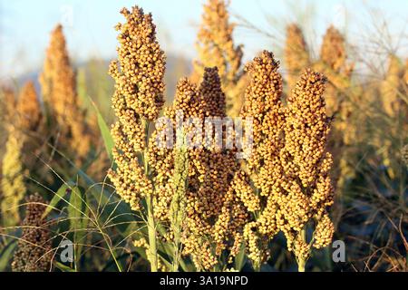 Millet de sorgho ou millet de grain Banque D'Images