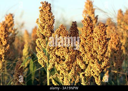 Millet de sorgho ou millet de grain Banque D'Images