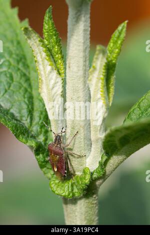 Insecte de la tache (Dolycoris baccarum) sur une feuille verte Banque D'Images
