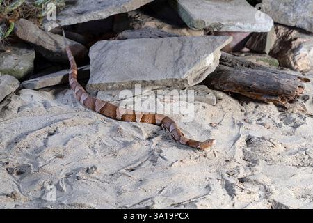 Gros plan de Copperhead (Agkistrodon contortrix) Banque D'Images