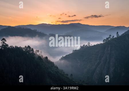 Image panoramique du parc national de Bwindi avec humeur matinale, Ouganda Banque D'Images
